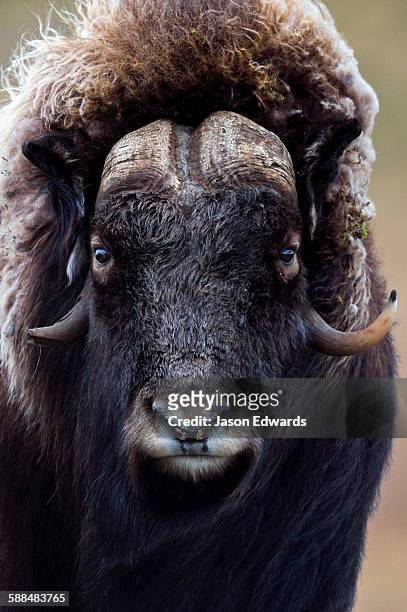 a musk ox with a huge shaggy coat staring at the camera with sharp pointed horns. - musk ox stock-fotos und bilder
