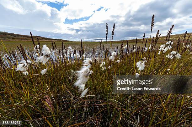fluffy cottongrass seed heads along a stream are covered in a fluffy mass of cotton which are carried on the wind to aid dispersal. - snow landscape stock pictures, royalty-free photos & images