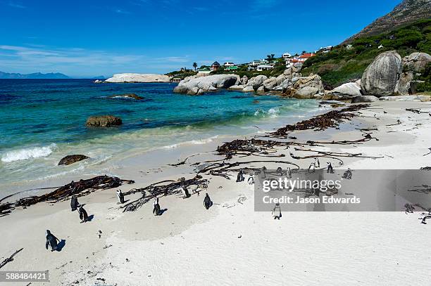 a nesting colony of african penguins on a beach near a towns residential estate. - cape point stock pictures, royalty-free photos & images