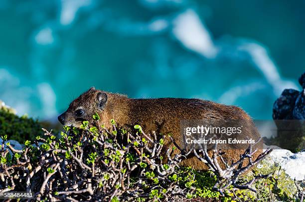 a cape hyrax feeding on tough coastal plants on a cliff face. - cap de bonne espérance photos et images de collection