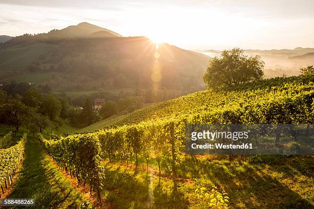 austria, styria, leutschach, vineyards at wine route - styria stock-fotos und bilder