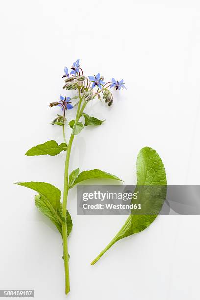 blossoming borage on white ground - borage stockfoto's en -beelden