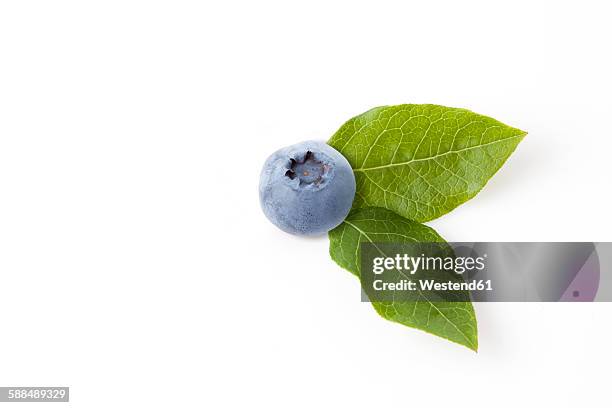 blueberry with leaves on white ground - ブルーベリー ストックフォトと画像