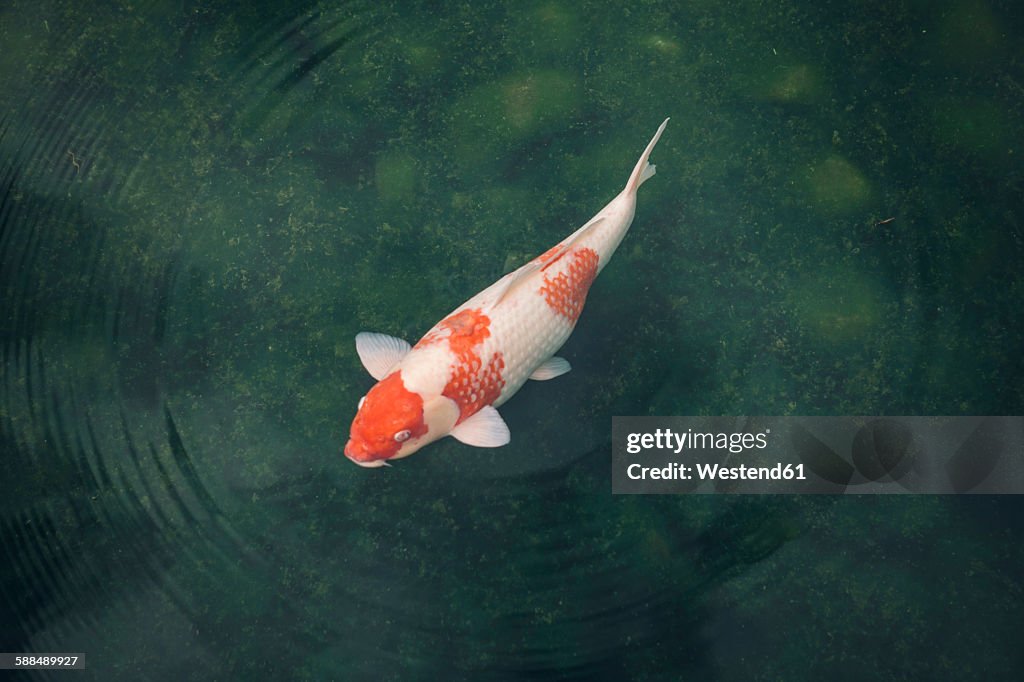 Japan, Koi carp in a pond