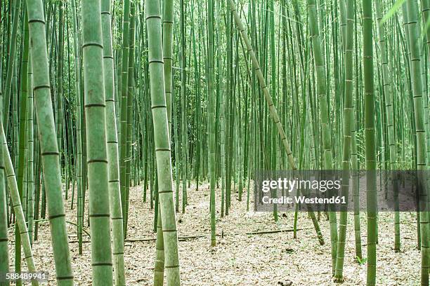 japan, arashiyama, bamboo forest - bambushain stock-fotos und bilder