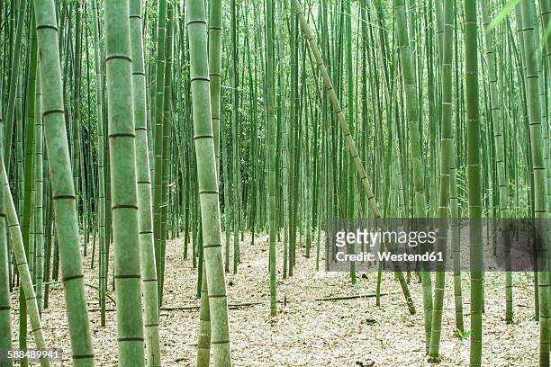 japan, arashiyama, bamboo forest - bambusnår bildbanksfoton och bilder