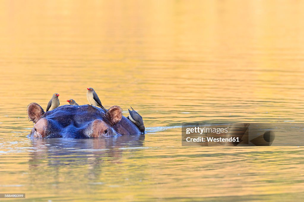 Zimbabwe, Urungwe District, Mana Pools National Park, swimming hippopotamus with oxpeckers