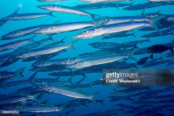 palau, school of heller's barracuda - hellers barracuda stock pictures, royalty-free photos & images