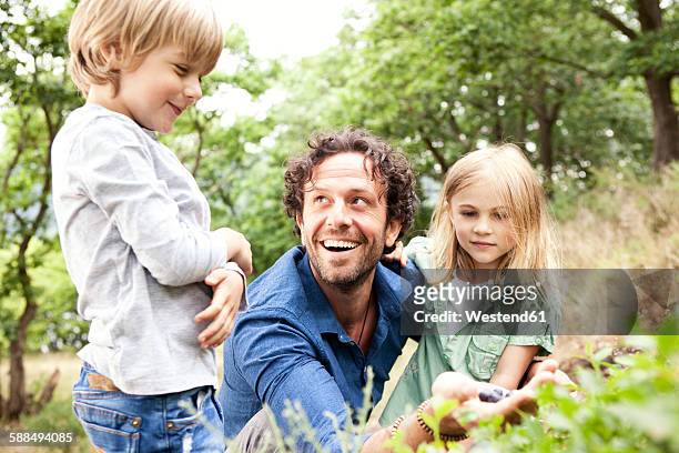 father with two children collecting blueberries in the nature - blueberry girl stock-fotos und bilder