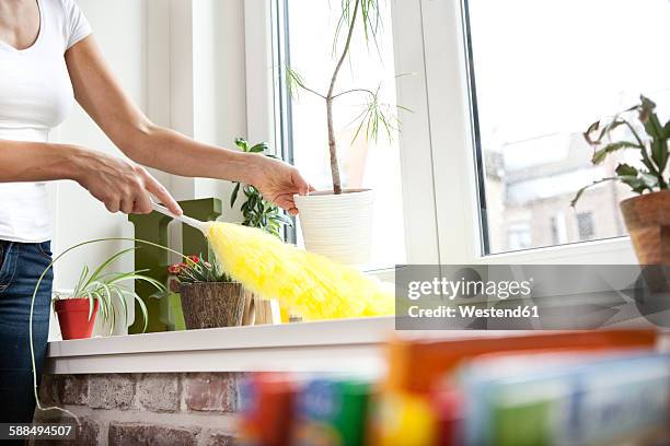 woman cleansing windowsill with feather duster - dusting stock pictures, royalty-free photos & images