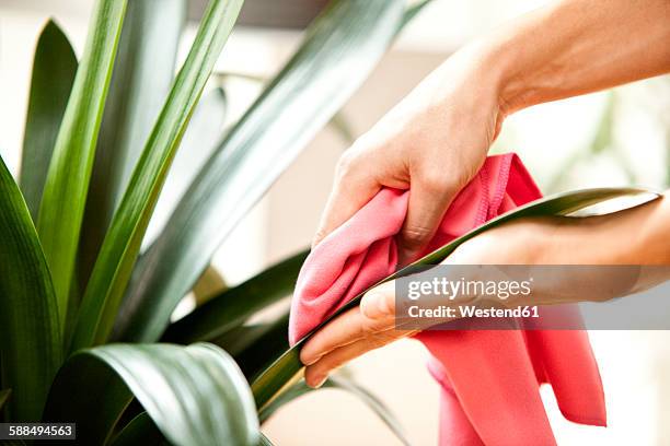 woman wiping leaves of a plant - duster stock-fotos und bilder