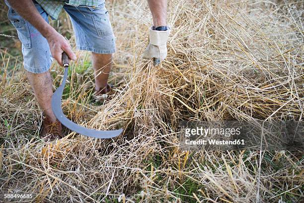 spain, farmer cutting dry grass with scythe - scythe stock pictures, royalty-free photos & images