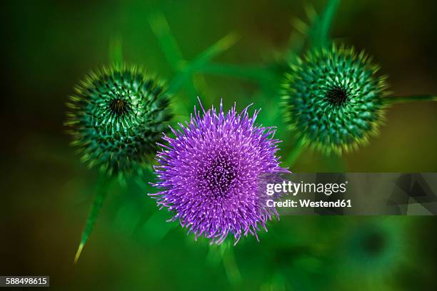 cirsium vulgare, close-up - distel stock-fotos und bilder