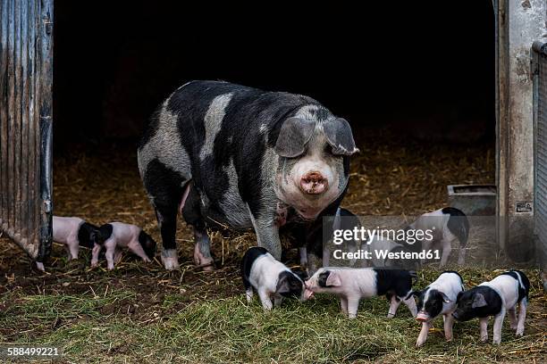 germany, bavaria, otterfing, domstic pigs, old breeds at archehof schlickenrieder - pocilga imagens e fotografias de stock