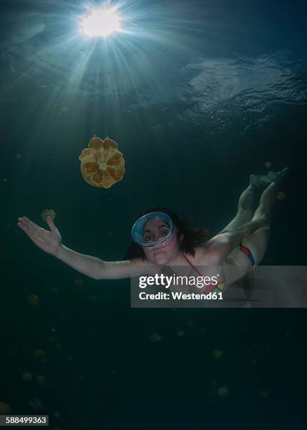 palau, woman diving surrounded by jellyfish - palau stock-fotos und bilder