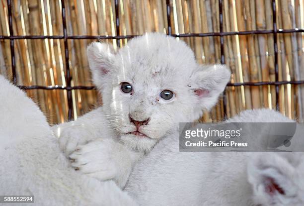 Litter of white lion cubs is presented in their enclosure in the private zoo in the Demydiv village on 11 August,2016. The five seven week old male...
