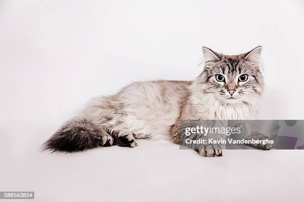 neva masquerade cat - sibirisk katt bildbanksfoton och bilder