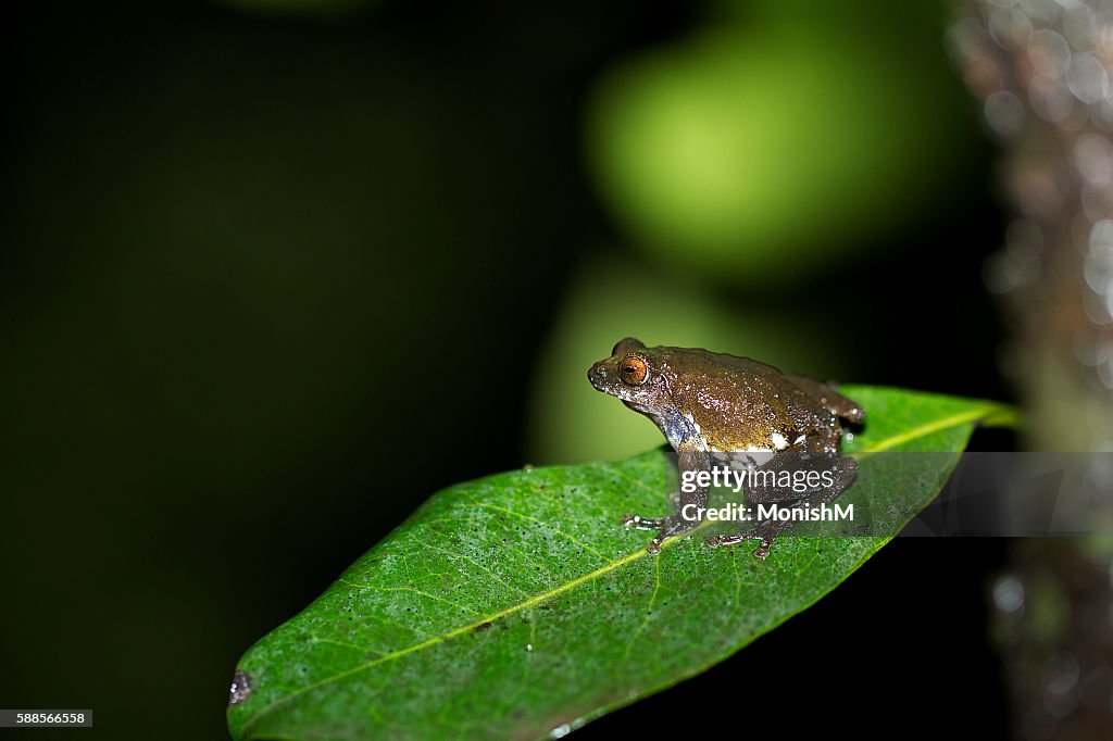 Amboli Ranmeva Amboli Rainforest Wonders High-Res Stock Photo - Getty Images