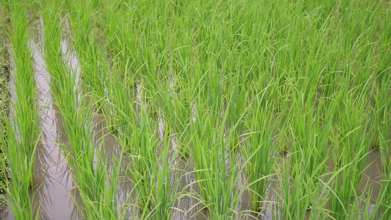 Mayan Rice 124 Mayan Patterns Stock Videos, Footage, & 4K Video Clips - Getty Images