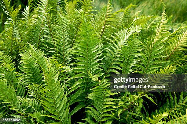 fern at tayvallich of argyll and bute region in scotland - farn stock-fotos und bilder