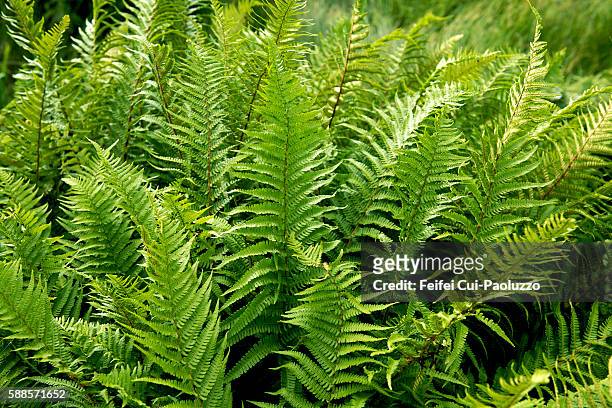 fern at tayvallich of argyll and bute region in scotland - pteropsida stock pictures, royalty-free photos & images