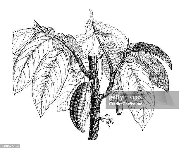 cacao plant engraving isolated on white - cocoa plant stock illustrations