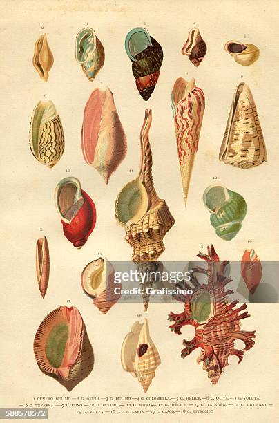 ilustrações de stock, clip art, desenhos animados e ícones de collection of different snail shells mollusk engraving - concha do mar