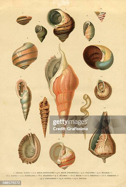 collection of different snail shells mollusk - conch shell 幅插畫檔、美工圖案、卡通及圖標