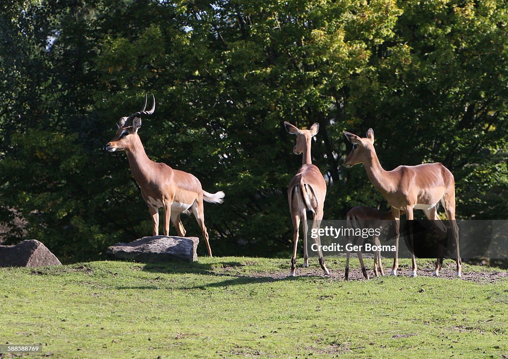 Impala Family