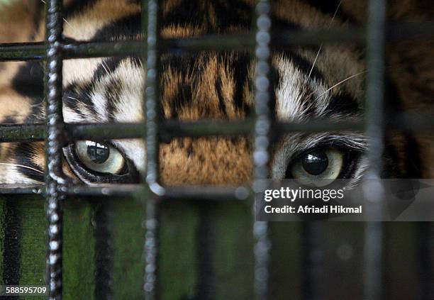 sumatran tiger in cage - cage stock pictures, royalty-free photos & images