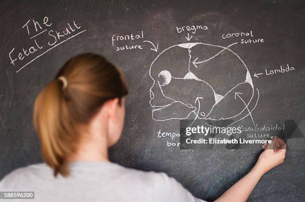 woman drawing the fetal skull with chalk - hueso occipital fotografías e imágenes de stock