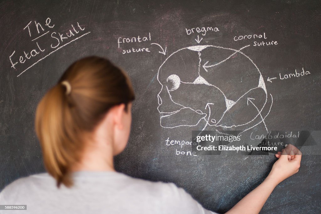 Woman drawing the fetal skull with chalk