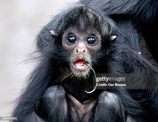 1,674 Spider Monkey Photos and Premium High Res Pictures - Getty Images 1,674 Spider Monkey Photos and Premium High Res Pictures - Getty Images