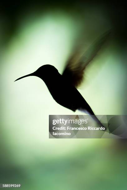 hummingbird silhouette - iacomino costa rica stock pictures, royalty-free photos & images