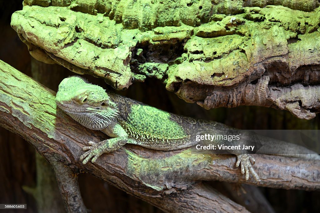 Pogona lizard
