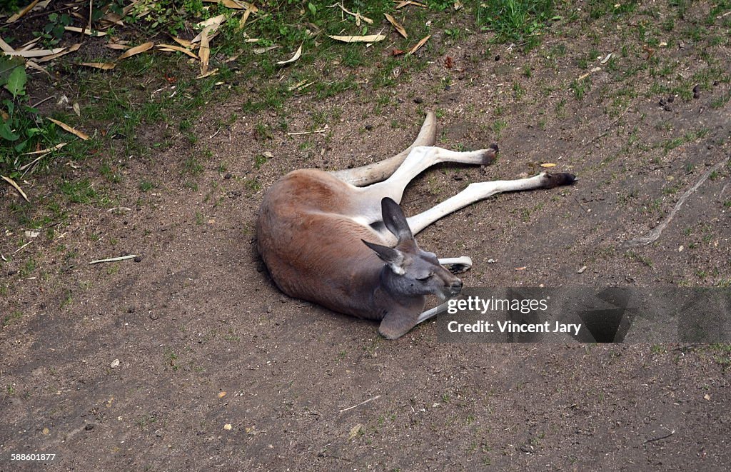 Red kangaroo
