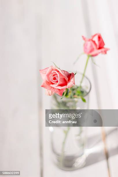 october roses - annfrau stockfoto's en -beelden