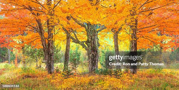 green mountain with autumn sugar maple trees,vt - sugar maple stock pictures, royalty-free photos & images