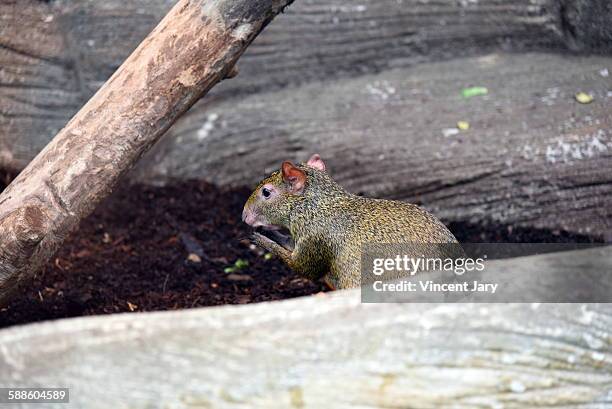 common agouti - agouti animal stock-fotos und bilder