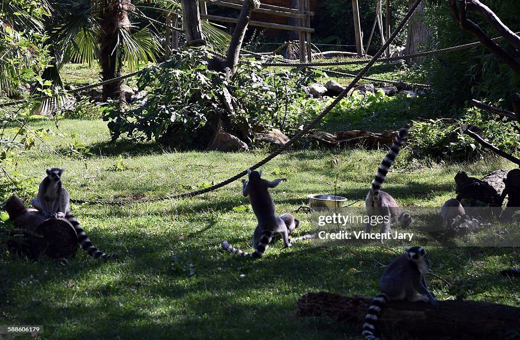 Lemurs of Madagascar