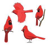 Bird Poses Northern Cardinal Vector Illustration