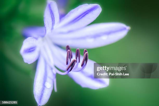 african lily - african lily photos et images de collection