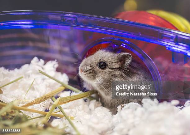 tiny gray hamster - hamster cage stock pictures, royalty-free photos & images