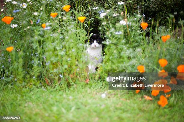 cat sitting in flowerbed - felino fotografías e imágenes de stock
