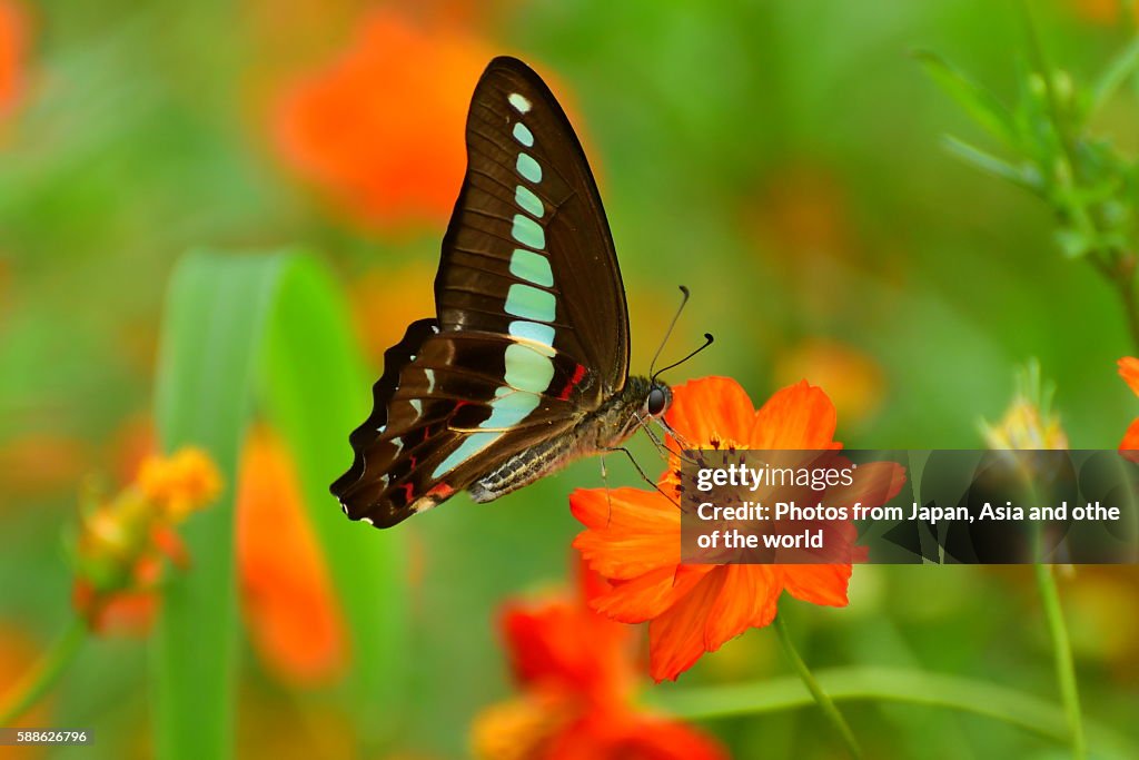 Orange Cosmos and Butterfly