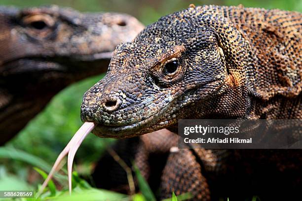 komodo dragon - komodo island stock pictures, royalty-free photos & images