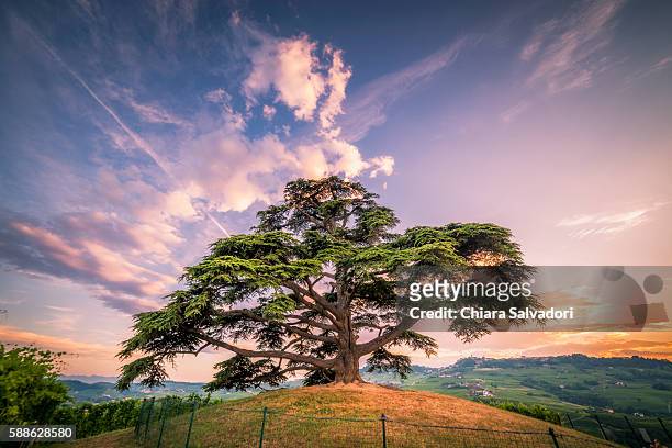 a cedar of lebanon on the hill near la morra, italy - zeder stock-fotos und bilder