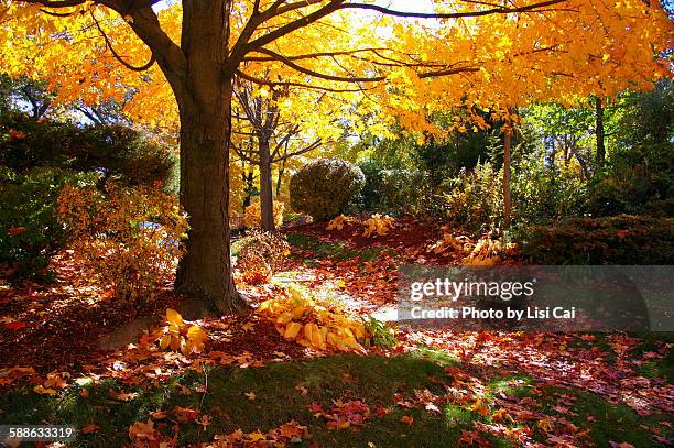 autumn tree canopy - boston garden stockfoto's en -beelden