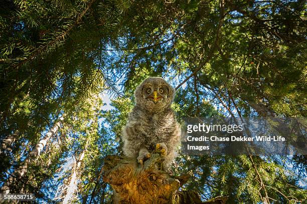 down below - great grey owl stock pictures, royalty-free photos & images