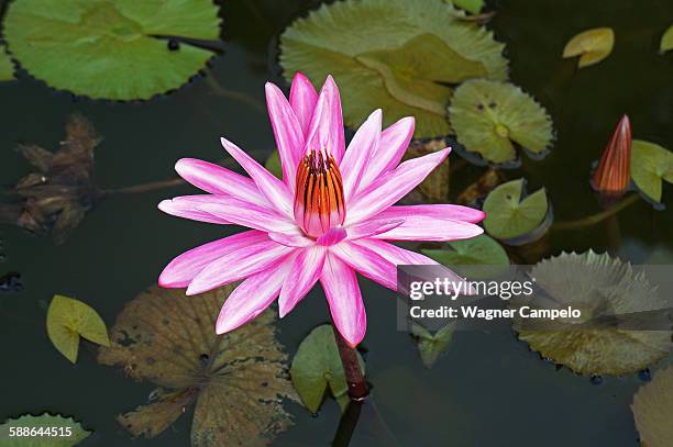 42点のタイニムファのストックフォト Getty Images 42点のタイニムファのストックフォト Getty Images